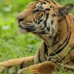 Sadha Instagram - Calmness Before Action. He is tiger even when he is resting his ears work 24/7. It’s been witnessing many times when tiger is sleeping, no animals cross by that lane, jungle work is silence . This image is clicked in Pench jungle, MP division. He is one of tiger clicked most in during rainy Season with different expressions and Moods. His name is “Kingfisher Male”. Young, Handsome, bold , fearless and in Our Jungle safari language Tiger who walk Head-on. Pench Forest, Seoni, Madhya Pradesh