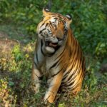 Sadha Instagram - मासूम चेहरा #tiger #kanha #bigcats #cat #nofilter #love #explore Kanha Tiger Reserve