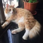 Sadha Instagram - Home is where this boy is! #kingofmycastle #appleofmyeye #loveyoutothemoonandback #shera #catsofinstagram #cats_of_instagram #instacats