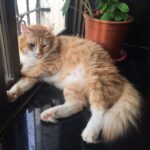 Sadha Instagram - Home is where this boy is! #kingofmycastle #appleofmyeye #loveyoutothemoonandback #shera #catsofinstagram #cats_of_instagram #instacats