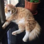 Sadha Instagram - Home is where this boy is! #kingofmycastle #appleofmyeye #loveyoutothemoonandback #shera #catsofinstagram #cats_of_instagram #instacats