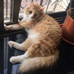 Sadha Instagram - Home is where this boy is! #kingofmycastle #appleofmyeye #loveyoutothemoonandback #shera #catsofinstagram #cats_of_instagram #instacats