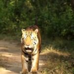Sadha Instagram - Love #tiger #kanha #reels #explore #page #followforfollowback #viral #video #wild #cat #life @sadaa17 @ravi_bandhavgarh