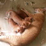 Sadha Instagram - Had to rescue these kittens with their mother from an unsafe place! 😍 This is what I'm busy with when no shoots! Rescuing, fostering and finding homes for these babies! This is my passion! #fosteringsaveslives