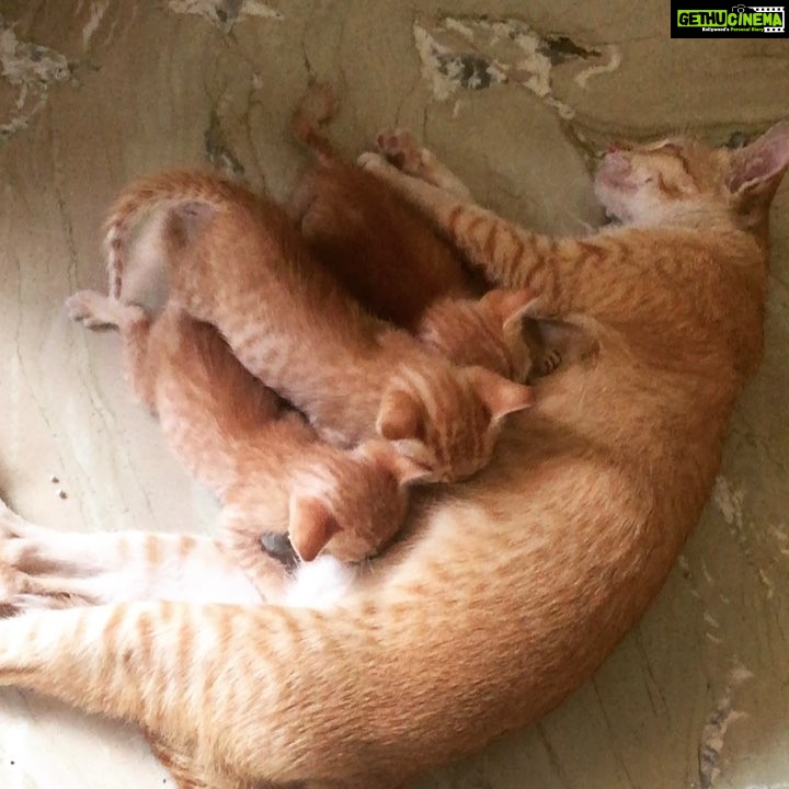 Sadha Instagram - Had to rescue these kittens with their mother from an unsafe place! đ This is what I'm busy with when no shoots! Rescuing, fostering and finding homes for these babies! This is my passion! #fosteringsaveslives