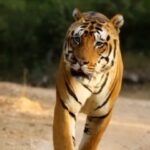 Sadha Instagram - This will forever be the most memorable sighting for me! Majestic Yuvraj walked head-on for more than 500 mtrs!!! Day 1, 1st Safari in Sarhi Zone, Kanha! P.S. Sarhi was not even the zone we’d booked.. We wanted Kisli which was overbooked.. So had to settle with what we got! And what we got was truly meant for us! 😀😇 🎥 @ravi_bandhavgarh #kanhanationalpark #kanhatigerreserve #kanha #kanhatigers #tigersofindia #tigersofkanha #mptourism #wildlife #wild #bigcats #forest #forestsafari #naturelovers #sadaasgreenlife #intothewild Kanha National Tiger Reserve Forest