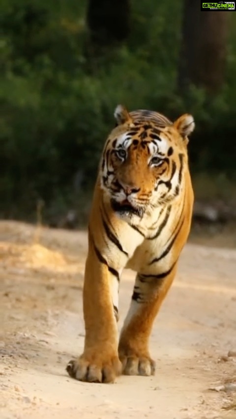 Sadha Instagram - This will forever be the most memorable sighting for me! Majestic Yuvraj walked head-on for more than 500 mtrs!!! Day 1, 1st Safari in Sarhi Zone, Kanha! P.S. Sarhi was not even the zone weβd booked.. We wanted Kisli which was overbooked.. So had to settle with what we got! And what we got was truly meant for us! ππ π₯ @ravi_bandhavgarh #kanhanationalpark #kanhatigerreserve #kanha #kanhatigers #tigersofindia #tigersofkanha #mptourism #wildlife #wild #bigcats #forest #forestsafari #naturelovers #sadaasgreenlife #intothewild Kanha National Tiger Reserve Forest