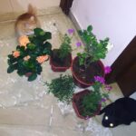 Sadha Instagram - Someone stop me please! I've gone overboard 🙈 #green #greenery #lovingit 💜🌸🌿