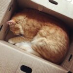 Sadha Instagram – Cardboard boxes are always better than the most expensive beds! 😈 #catslovecardboardboxes #fact #shera