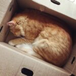 Sadha Instagram - Cardboard boxes are always better than the most expensive beds! 😈 #catslovecardboardboxes #fact #shera