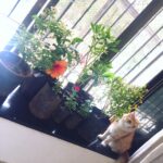 Sadha Instagram - Few more #newarrivals #plants #greenery 🌸🍀🌿🌾🌺 Anything new in the house must go through Sheru's quality check!!! 😻😈 swipe to see more pics!!! 😄