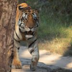 Sadha Instagram - Tigers Of Kanha J Bajarng M3 #tiger #kanhanationalpark #natgeo #nature #cat #love #wildcats #cat #canon @sadaa17 Kanha Tiger Reserve