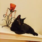 Sadha Instagram - #thequeen #blackcat #laila 😍