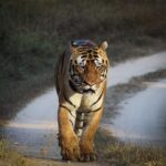 Sadha Instagram – Day 1 & 1st Safari in Kanha. 
2nd Tiger sighting! 
Yuvraj, Dominant Male in Sarhi Zone. 

This is the first time I experienced a Big Cat walking Head-On! The thrill, the excitement & the gratitude is beyond words! 

PC: @safari_with_shyam 

#kanhatigerreserve #kanhanationalpark #safari #bigcats #tiger #nature #wildlife #wild #blessed #gratitude #animallover #explorer #forest #indiantigers #tigersofindia #kanhatigers #bengaltiger Kanha National Tiger Reserve Forest