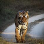 Sadha Instagram - Day 1 & 1st Safari in Kanha. 2nd Tiger sighting! Yuvraj, Dominant Male in Sarhi Zone. This is the first time I experienced a Big Cat walking Head-On! The thrill, the excitement & the gratitude is beyond words! PC: @safari_with_shyam #kanhatigerreserve #kanhanationalpark #safari #bigcats #tiger #nature #wildlife #wild #blessed #gratitude #animallover #explorer #forest #indiantigers #tigersofindia #kanhatigers #bengaltiger Kanha National Tiger Reserve Forest