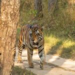 Sadha Instagram - Jr. Bajrang in Kanha Zone! PC : @ravi_bandhavgarh #kanhatigerreserve #bengaltiger #tigersofindia #kanha #kanhatigers #bigcats #kanhanationalpark Kanha National Tiger Reserve Forest