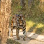 Sadha Instagram - Jr. Bajrang in Kanha Zone! PC : @ravi_bandhavgarh #kanhatigerreserve #bengaltiger #tigersofindia #kanha #kanhatigers #bigcats #kanhanationalpark Kanha National Tiger Reserve Forest