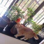 Sadha Instagram - Few more #newarrivals #plants #greenery 🌸🍀🌿🌾🌺 Anything new in the house must go through Sheru's quality check!!! 😻😈 swipe to see more pics!!! 😄