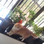 Sadha Instagram - Few more #newarrivals #plants #greenery 🌸🍀🌿🌾🌺 Anything new in the house must go through Sheru's quality check!!! 😻😈 swipe to see more pics!!! 😄
