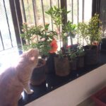 Sadha Instagram - Few more #newarrivals #plants #greenery 🌸🍀🌿🌾🌺 Anything new in the house must go through Sheru's quality check!!! 😻😈 swipe to see more pics!!! 😄