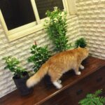 Sadha Instagram - Shera welcoming new family members! 😺 #greenery 🌿🌱🌺