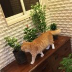 Sadha Instagram - Shera welcoming new family members! 😺 #greenery 🌿🌱🌺
