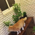 Sadha Instagram - Shera welcoming new family members! 😺 #greenery 🌿🌱🌺