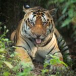Sadha Instagram – M3 
Tigers Of Kanha

#tiger #kanhanationalpark 

#nature #wild #cat #nofilter #photography #canon 

@sadaa17 

@nandita_heggde 

@safari_with_shyam 

#ravibandhavgarh
