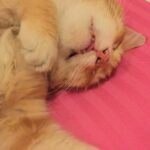 Sadha Instagram - Love to see him sleep! With the tongue sticking out 😍 #appleofmyeye #kingofmycastle #shera