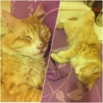 Sadha Instagram - My fluffy bedtime companion! 😍 #loveyoutothemoonandback #sheru 😘😘😘 #goodnight 💤😴😴😴