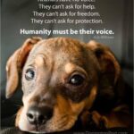 Sadha Instagram - #loveanimals #animallover