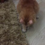 Sadha Instagram - #cutenessoverload #appleofmyeye #loveofmylife #kingofmycastle #loveyoutothemoonandback #shera #playful #catsofinstagram #instacat 😘
