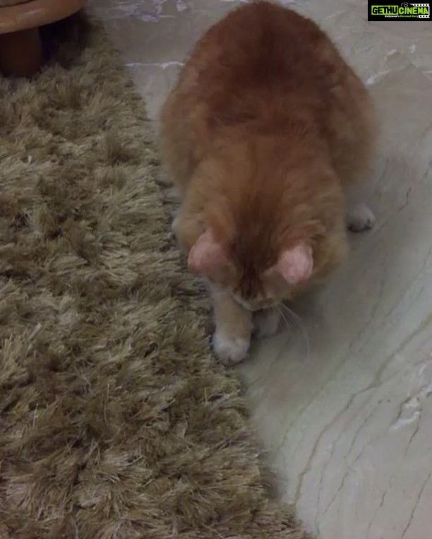 Sadha Instagram - #cutenessoverload #appleofmyeye #loveofmylife #kingofmycastle #loveyoutothemoonandback #shera #playful #catsofinstagram #instacat 😘
