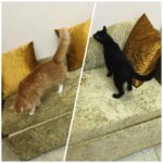 Sadha Instagram - Anything new in the house should pass our quality check 😈👿😼