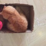 Sadha Instagram - Being Shera's driver 😂 #catsloveboxes #loveyoutothemoonandback #appleofmyeye #kingofmycastle #loveofmylife 😘