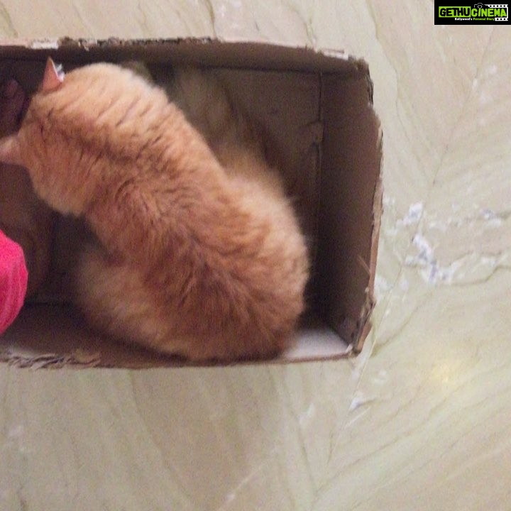 Sadha Instagram - Being Shera's driver 😂 #catsloveboxes #loveyoutothemoonandback #appleofmyeye #kingofmycastle #loveofmylife 😘