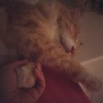 Sadha Instagram - #love this boy like crazy 😘😘😘 #kneadinginsleep #purring #instacat #instapet #catsofinstagram