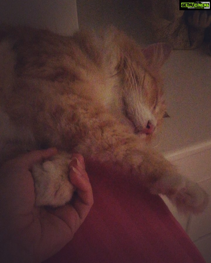 Sadha Instagram - #love this boy like crazy 😘😘😘 #kneadinginsleep #purring #instacat #instapet #catsofinstagram
