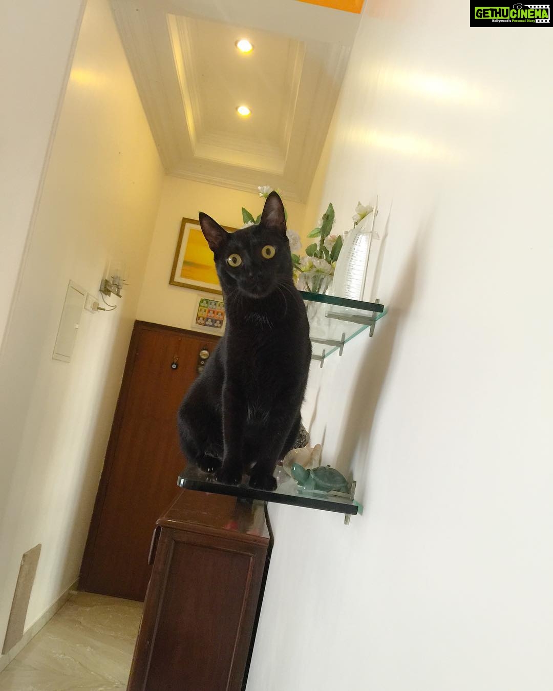 Sadha Instagram - #blackcats #blackcatsofinstagram 😸