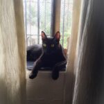 Sadha Instagram - The queen of our house! My other cat Laila! Why I don't post her pics is coz it's hard to photograph her!! #blackcatsarentevil #blackcatsarenotbadluck #blackcatsarentunlucky #blackcatsarehardtophotograph #blackcatsarebeautiful