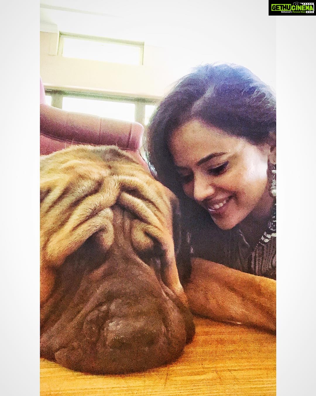Sameera Reddy Instagram - Pablo will you be my best friend ? This beautiful English mastiff really stole my heart ❤️ he has the biggest personality & is such a gentle and kind soul ! My son completely smothered him and he was such a gentleman about it 🐶@vdhaul_taragi you really are a lucky gal ! . . . . . . #dogsofinstagram #dog #dogs #dogstagram #englishmastiff #pablo #bigdog #gentleman #love #mansbestfriend #bollywood #mom #keepingitreal