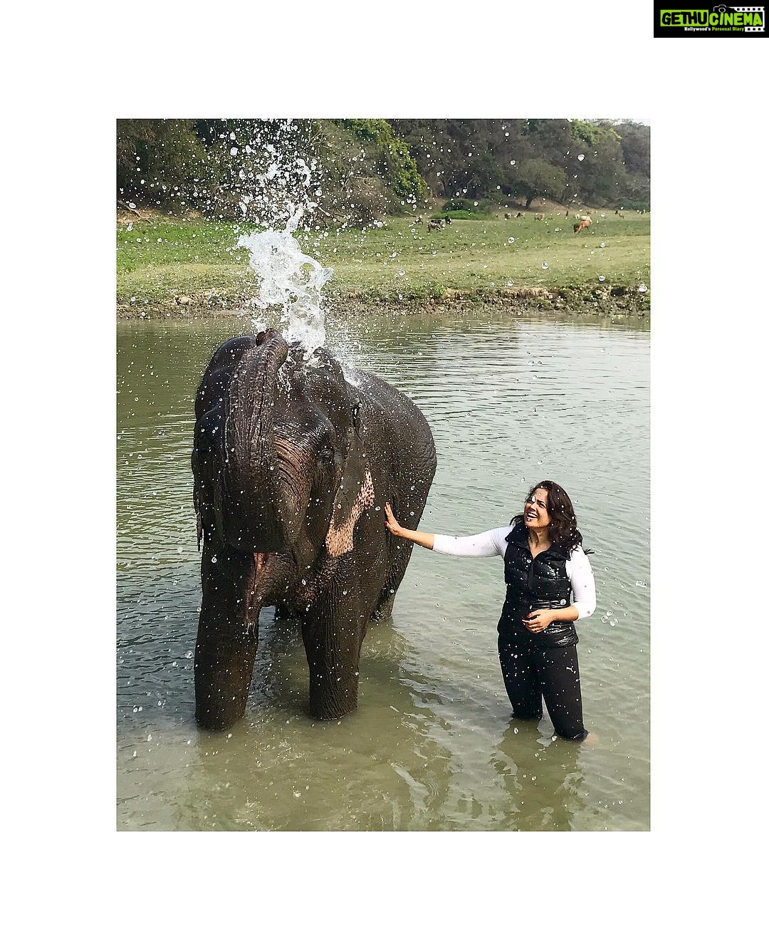 Sameera Reddy Instagram - Happiness is being bathed by an elephant ! ❤️ Go where you feel most alive . Kaziranga national Park, Assam. . . . . #incredibleindia #india #travel #travelgram #elephant #bath #indiatravelgram #assam #kaziranganationalpark #kaziranga #diphlulodge #discover #northeastindia #sameerareddy Diphlu river lodge Kaziranga
