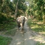 Sameera Reddy Instagram – #soundon🔊 Chased by the great Indian Elephant! I was totally psyched when she went after our jeep! 😱 Assam escapades ! .
.
.
.
#Assam #morning #friday #kaziranga #kaziranganationalpark #travelgram #indiatravelgram #india #travel #elephant #inthewild #magnificent #holiday #discover #northeastindia #incredibleindia #safari #sameerareddy #keepingitreal Kaziranga National Park