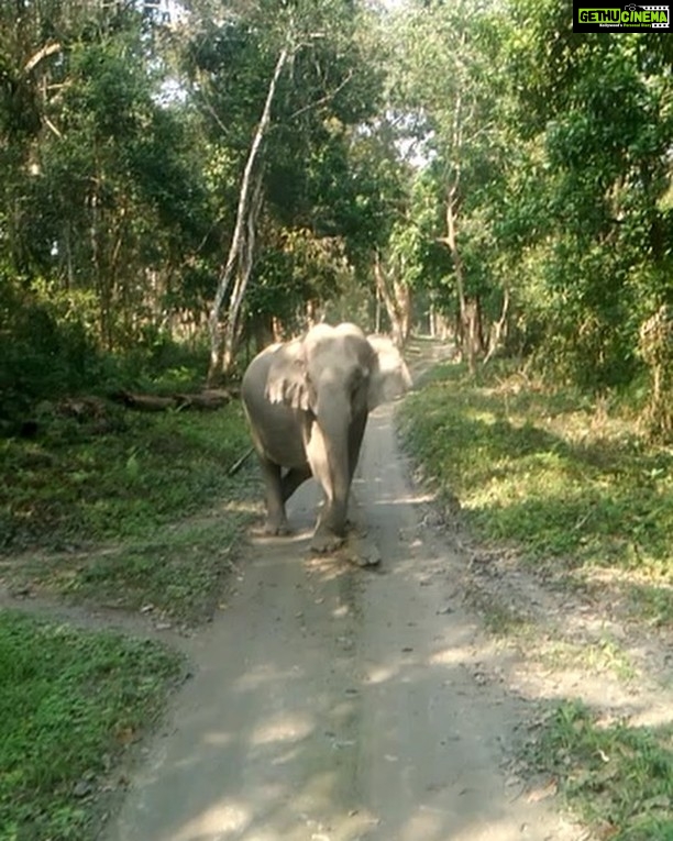 Sameera Reddy Instagram - #soundon🔊 Chased by the great Indian Elephant! I was totally psyched when she went after our jeep! 😱 Assam escapades ! . . . . #Assam #morning #friday #kaziranga #kaziranganationalpark #travelgram #indiatravelgram #india #travel #elephant #inthewild #magnificent #holiday #discover #northeastindia #incredibleindia #safari #sameerareddy #keepingitreal Kaziranga National Park