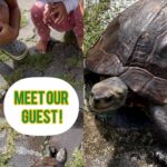 Sameera Reddy Instagram - An exciting morning with an unexpected guest🐢This beautiful magnificent creature passed by our house😍and we were so lucky to see this😃 The kids were so excited and fascinated! 📍Goa 🏡 #happymonday ❤️🌈✨