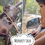 Sameera Reddy Instagram - Can you decode the secret message between Nyra & the Monkey🐒 #naughtynyra #happyhans #roadtrip #messymama #momlife #funwithkids #motherhood monkeybusiness 😁
