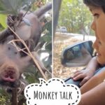Sameera Reddy Instagram – Can you decode the secret message between Nyra & the Monkey🐒 #naughtynyra #happyhans #roadtrip #messymama #momlife #funwithkids #motherhood monkeybusiness 😁