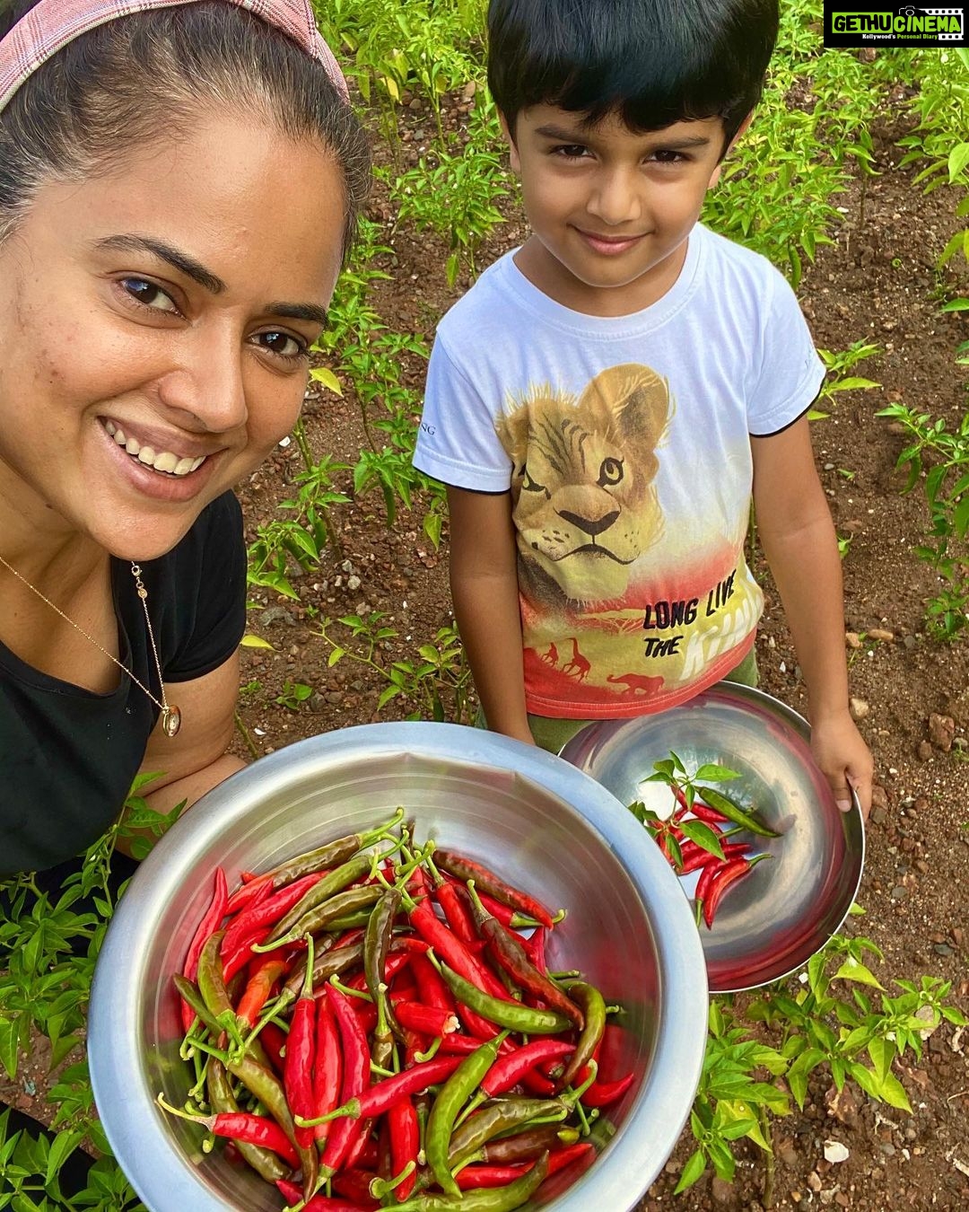 Sameera Reddy Instagram - We have a small patch where we try and grow some vegetables and I cannot tell you how fulfilling it is to pluck your own produce 🌽 Being a Mumbai girl I guess I never experienced this and it’s such a great activity for kids . I’m inspired by the numerous stories I’ve heard of people growing produce in their balconies / terraces. Even a simple micro green on the windowsill . And I really want to explore it more because I can see Hans enjoying the experience . ❤️ #Sundayfunday #messymama #happyhans #farming #chilli 🌶 #positivevibes #sunday #imperfectlyperfect #momlife Goa