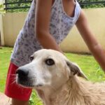 Sameera Reddy Instagram - Saturday Bath time😍 Hans has Tommy’s back! Always #bff both my kids adore this guy🤩 #weekendvibes #happyhans #terrifictommy #doglife #buddy #dogsofinstagram #dogstagram #bathtime #momlife #momentsofmine ❤️