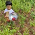 Sameera Reddy Instagram - We have a small patch where we try and grow some vegetables and I cannot tell you how fulfilling it is to pluck your own produce 🌽 Being a Mumbai girl I guess I never experienced this and it’s such a great activity for kids . I’m inspired by the numerous stories I’ve heard of people growing produce in their balconies / terraces. Even a simple micro green on the windowsill . And I really want to explore it more because I can see Hans enjoying the experience . ❤️ #Sundayfunday #messymama #happyhans #farming #chilli 🌶 #positivevibes #sunday #imperfectlyperfect #momlife Goa